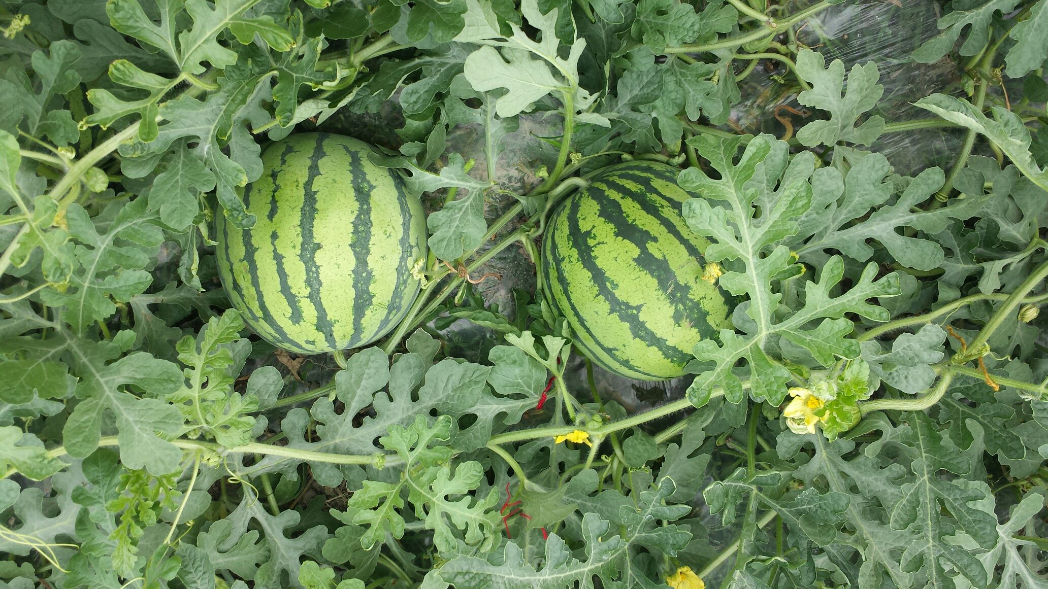 浙江嘉兴市南湖区8424西瓜 6斤打底 10成熟 1茬批发_小陈供应_一亩田农业网