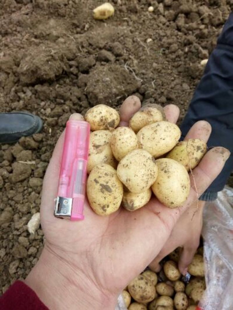油炸小土豆1两以下长年供应黄皮黄心，规格可定制分选