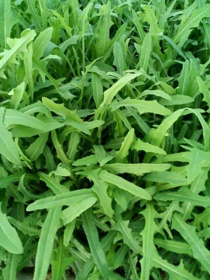 苦苣菜5~8厘米