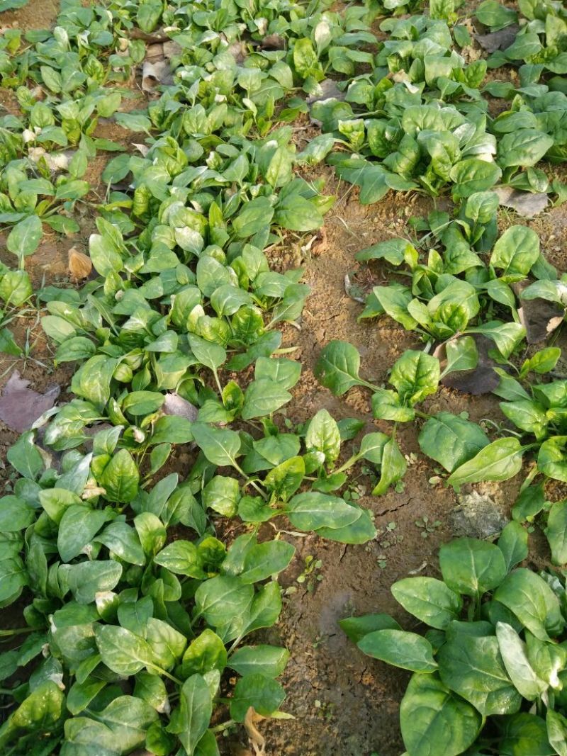 大叶菠菜15~20厘米
