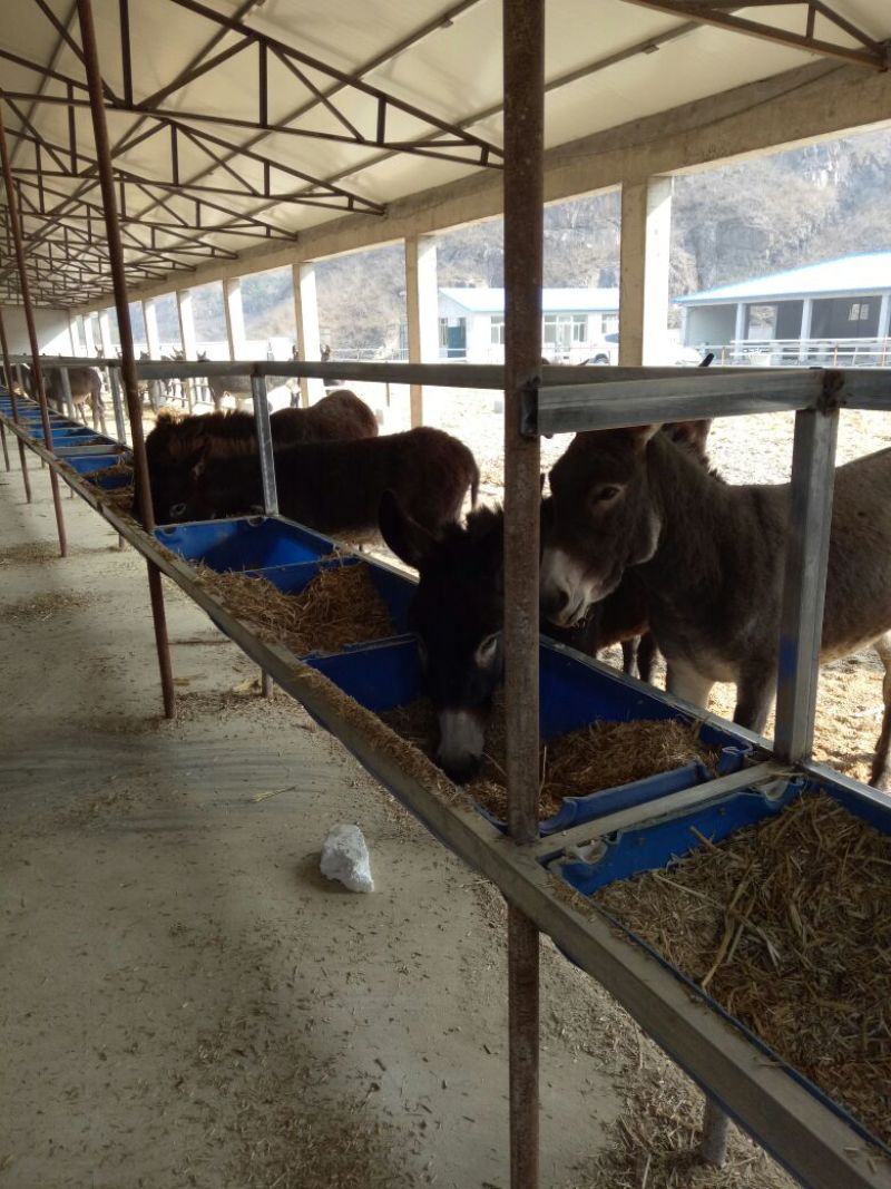驴肉鲜货
