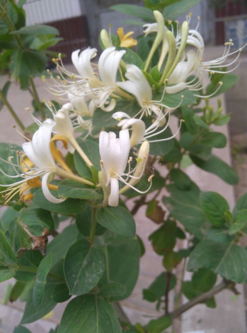 金银花树苗