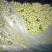 西芹60cm以上