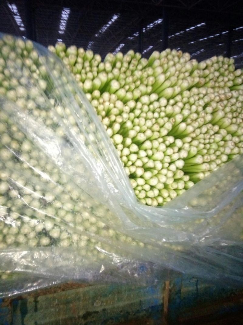 西芹60cm以上