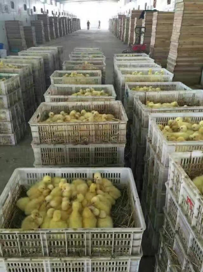 狮头鹅苗250g以下