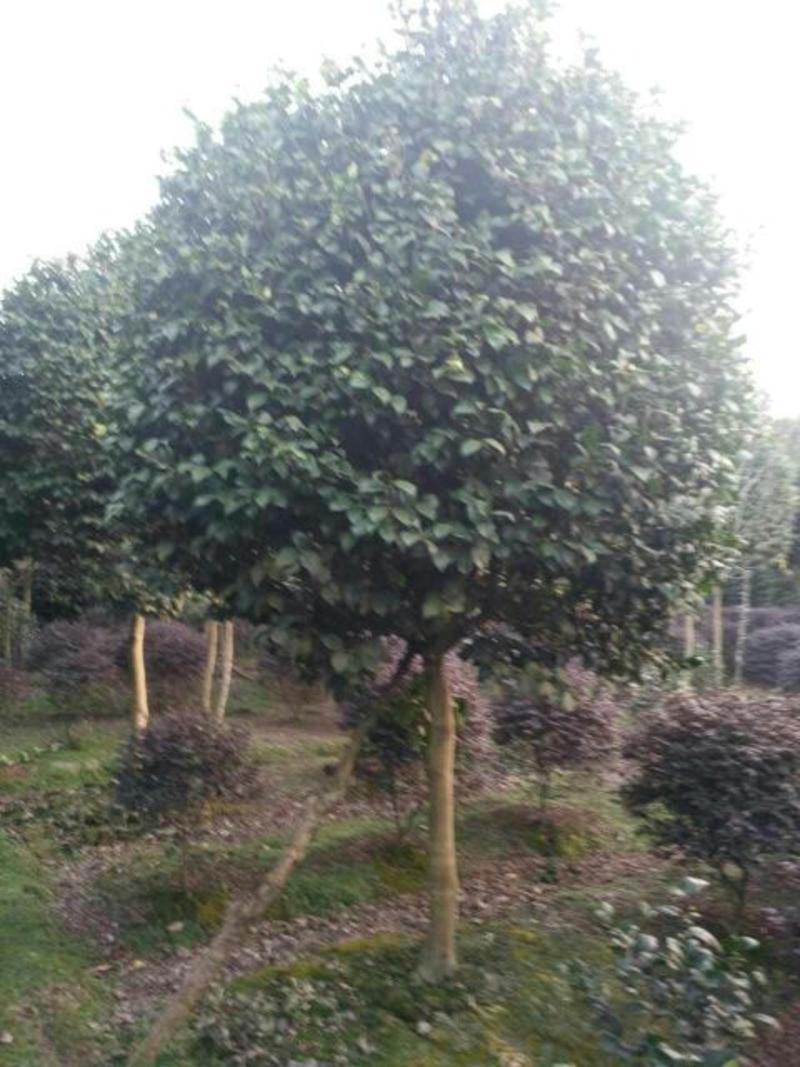 茶花树20~30cm