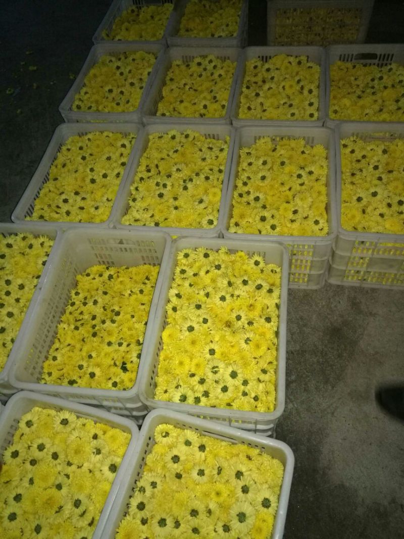 杭州白菊袋装