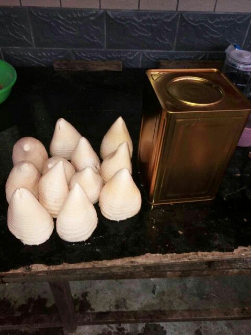 毛竹春笋15~20cm