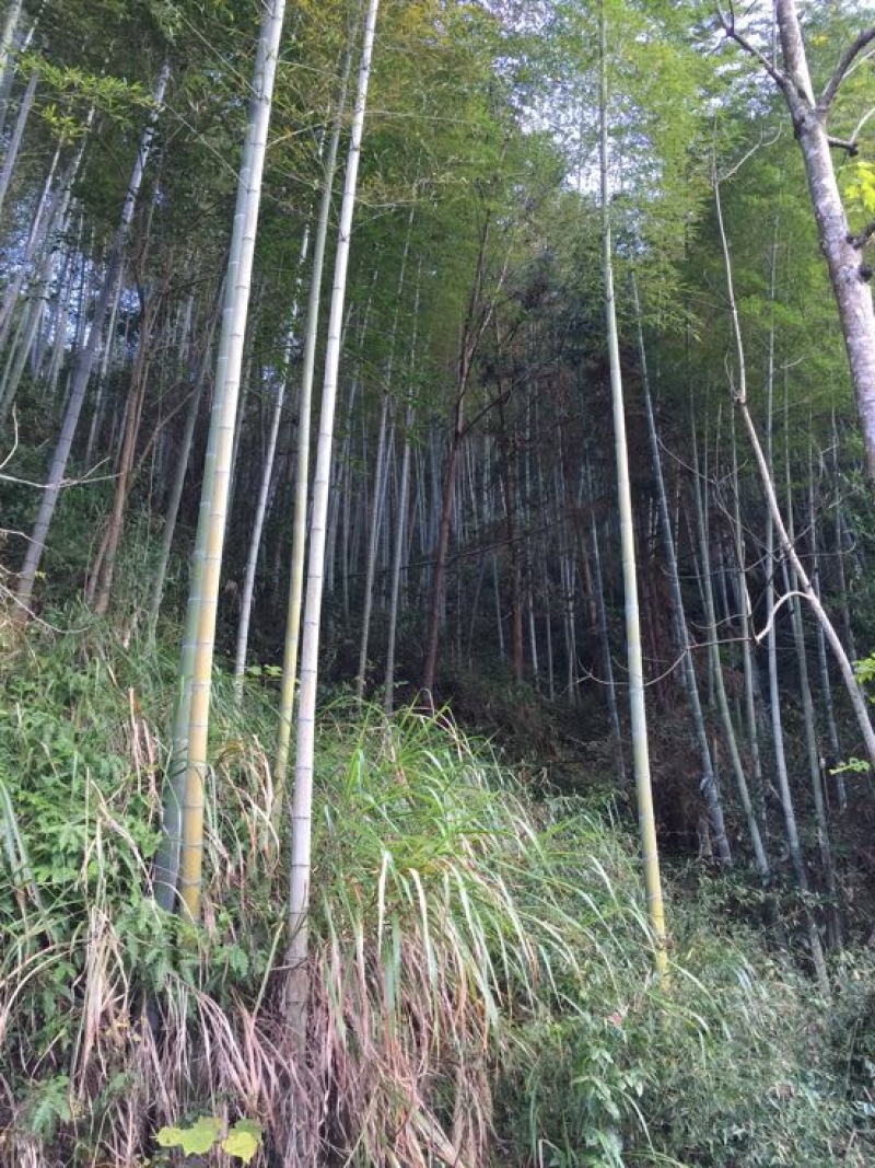 野生深山冬笋