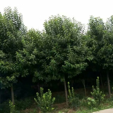 大叶女贞4cm以下