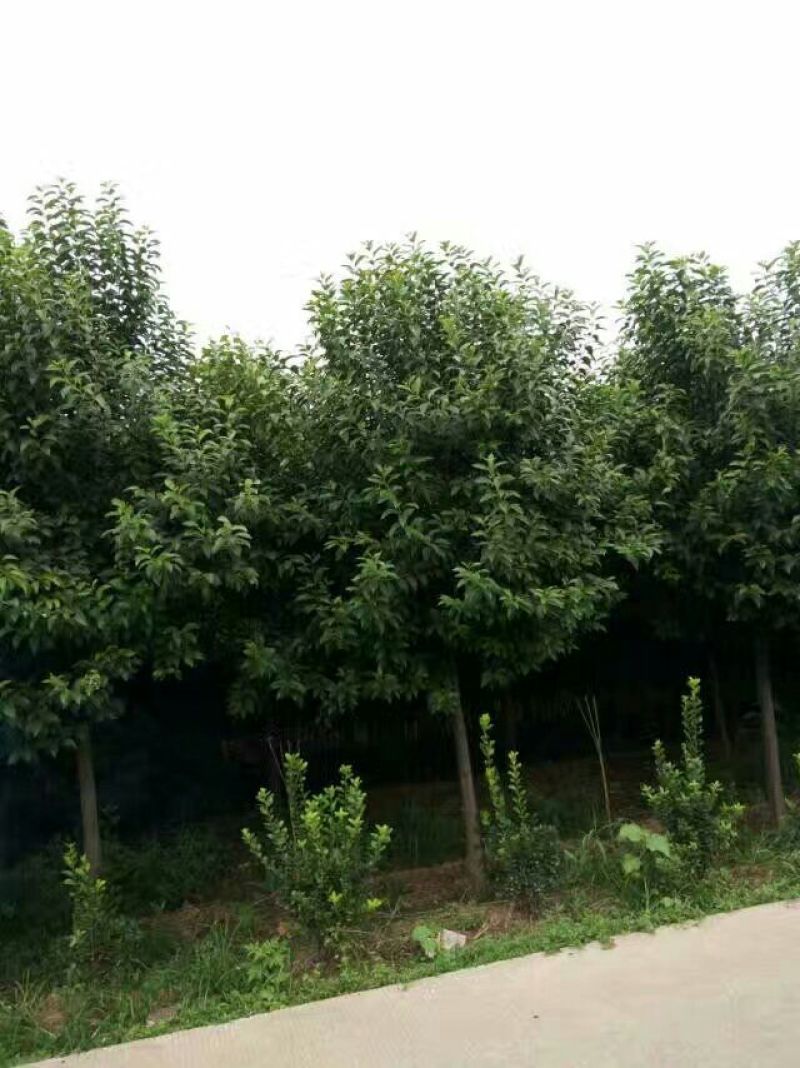 大叶女贞4cm以下