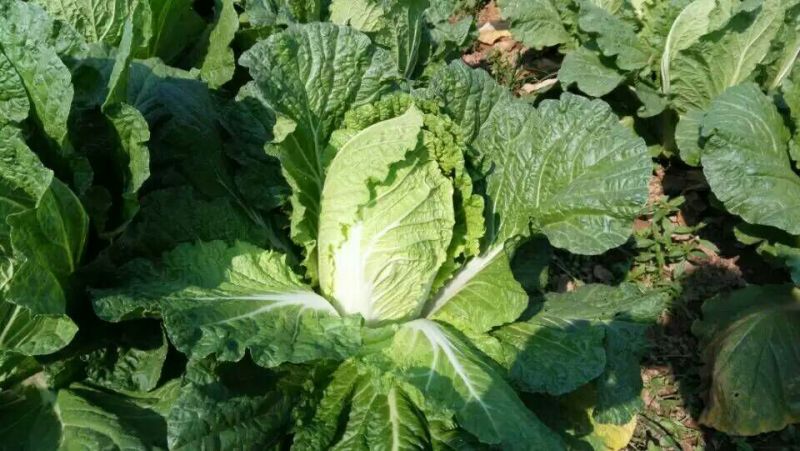 实力货源湖北发货黄心大白菜品质保障提供一站式服务电话联系