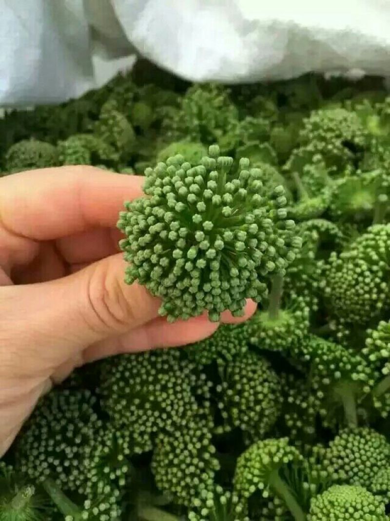 三七花带柄