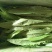 红油麦菜35~40厘米以上