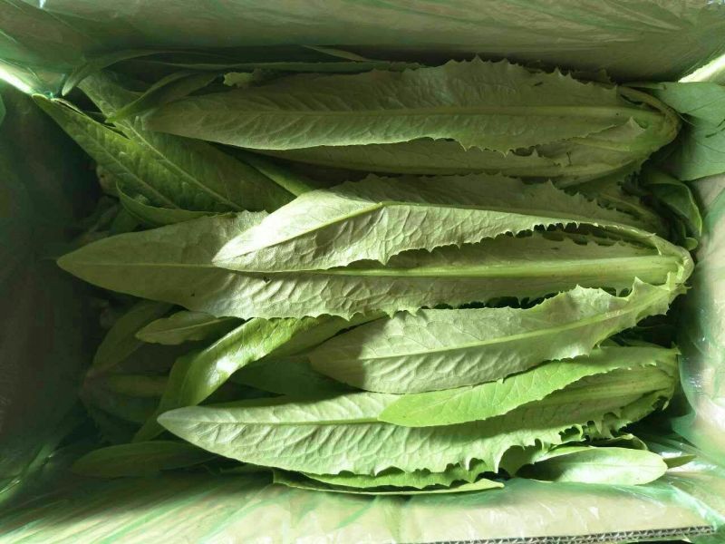 红油麦菜35~40厘米以上