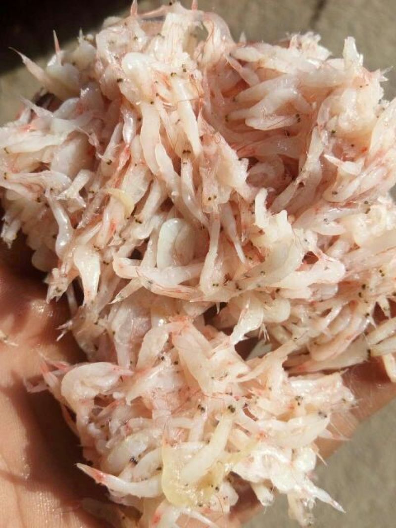 好吃不贵，经济实惠，渤海湾虾酱