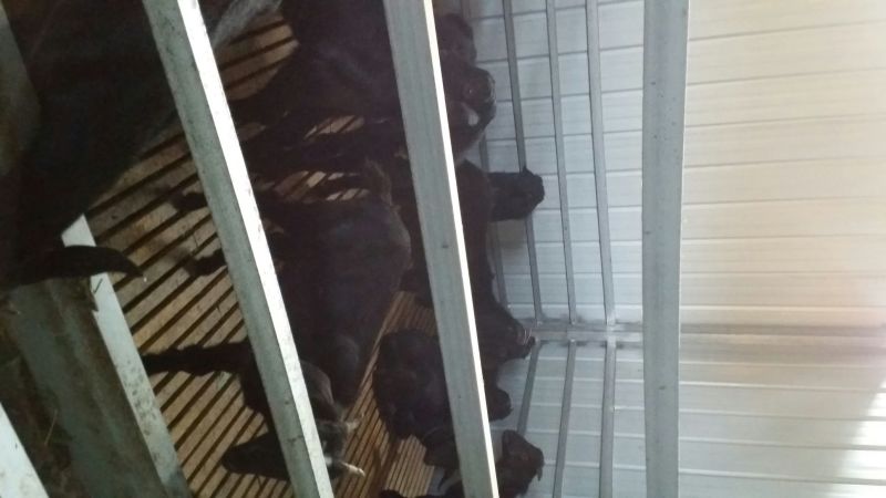 黑山羊30斤/头以下