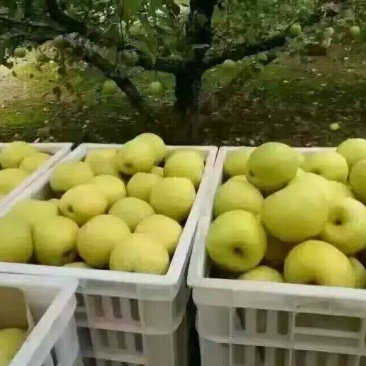 酥梨350~400g纸箱