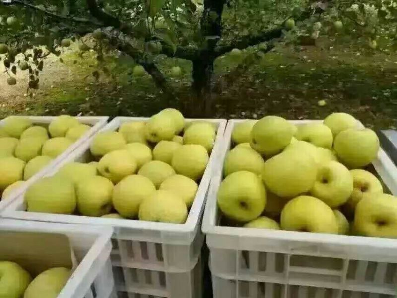 酥梨350~400g纸箱