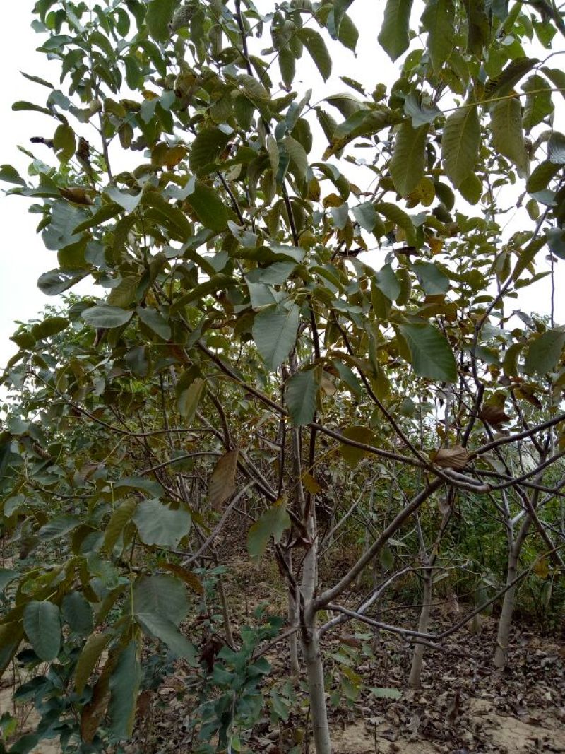 核桃树2~4cm4~6cm1.5~2米
