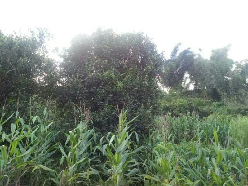 古树普洱茶一级