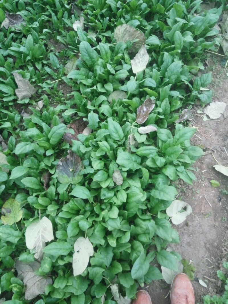 大叶菠菜15~20厘米