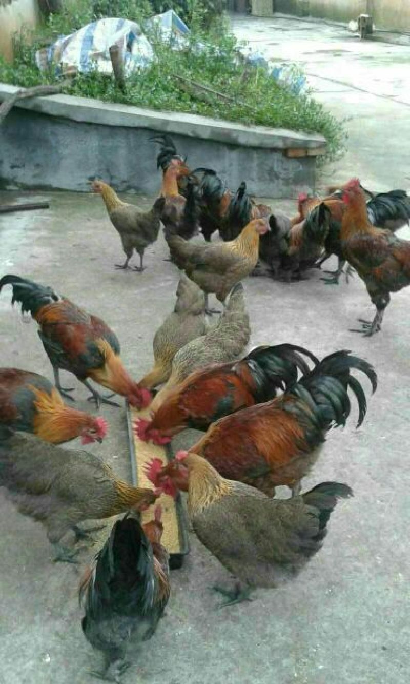 土鸡苗