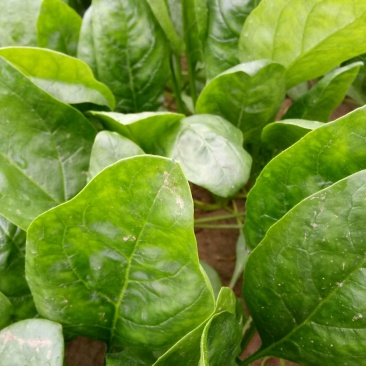 大叶菠菜20~25厘米