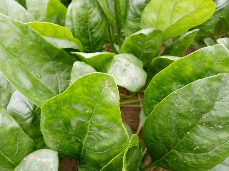 大叶菠菜20~25厘米