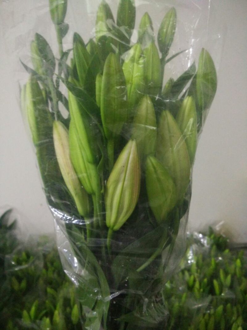 荷兰百合4以上