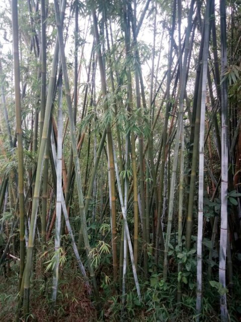 绿竹6~7m