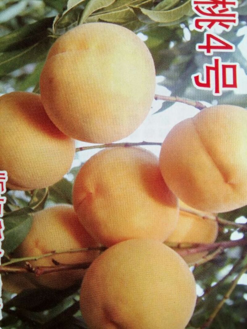 山东烟台专业批发实生桃树苗