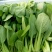 【直销】南通一级油菜小青菜基地直采货源充足常年有货