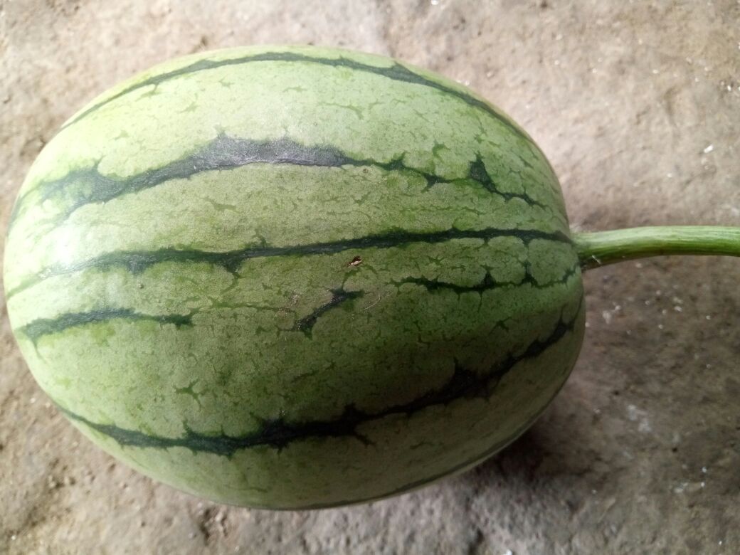 口口脆西瓜重庆梁平县_批发_供应-一亩田农业