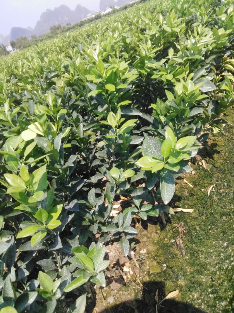 纽荷尔脐橙苗30~50cm纽荷尔脐橙苗30~50cm