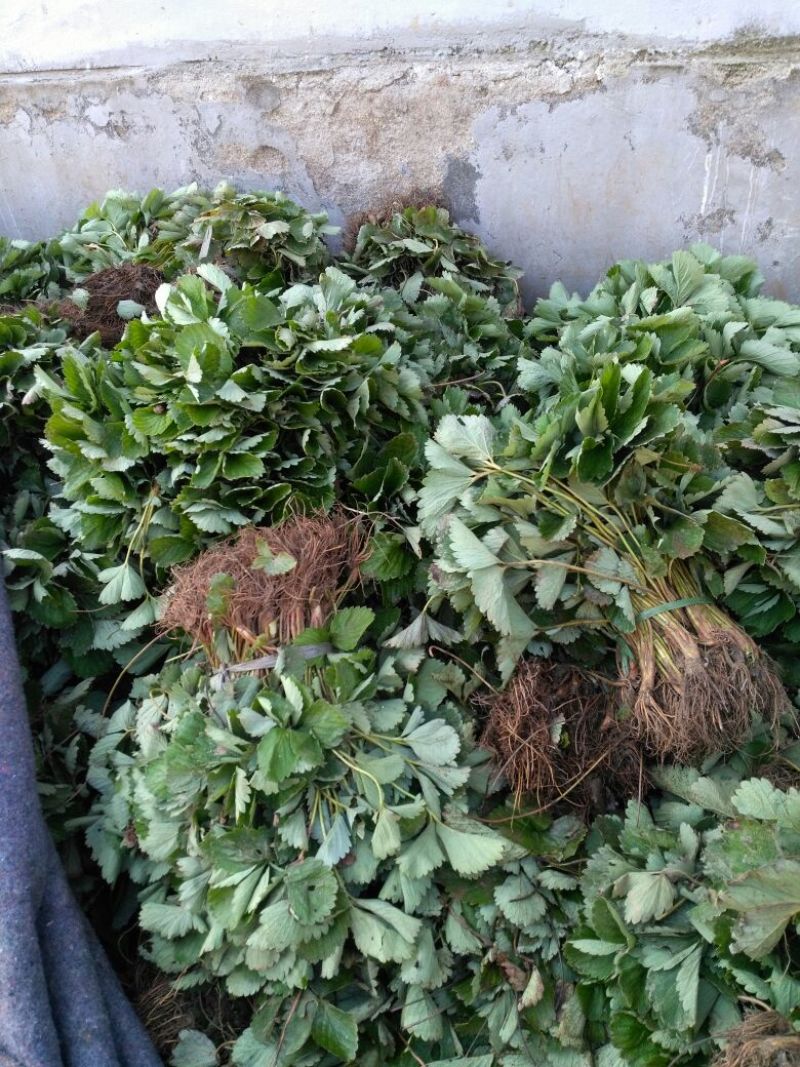 花椒苗品质保证成活率高