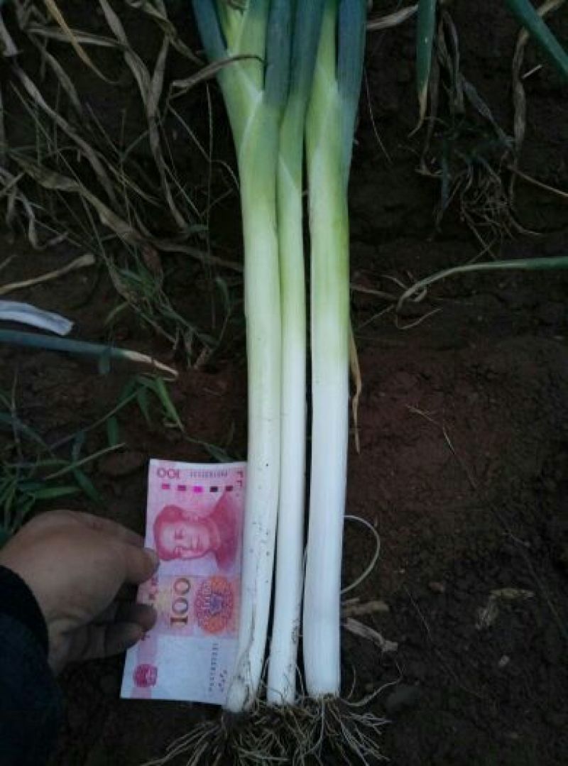长白大葱35~40cm毛葱2cm左右