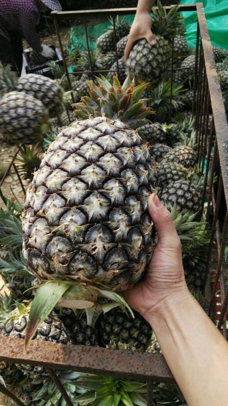 金钻十七号凤梨