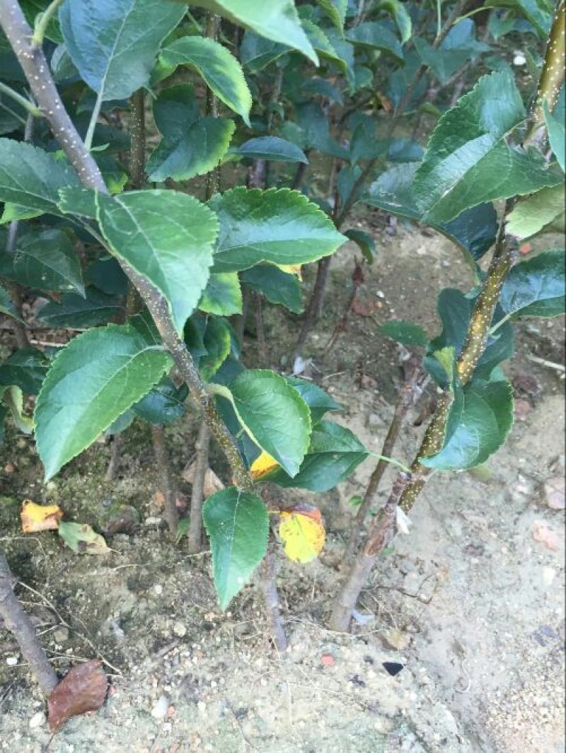 矮化苹果苗80cm以上