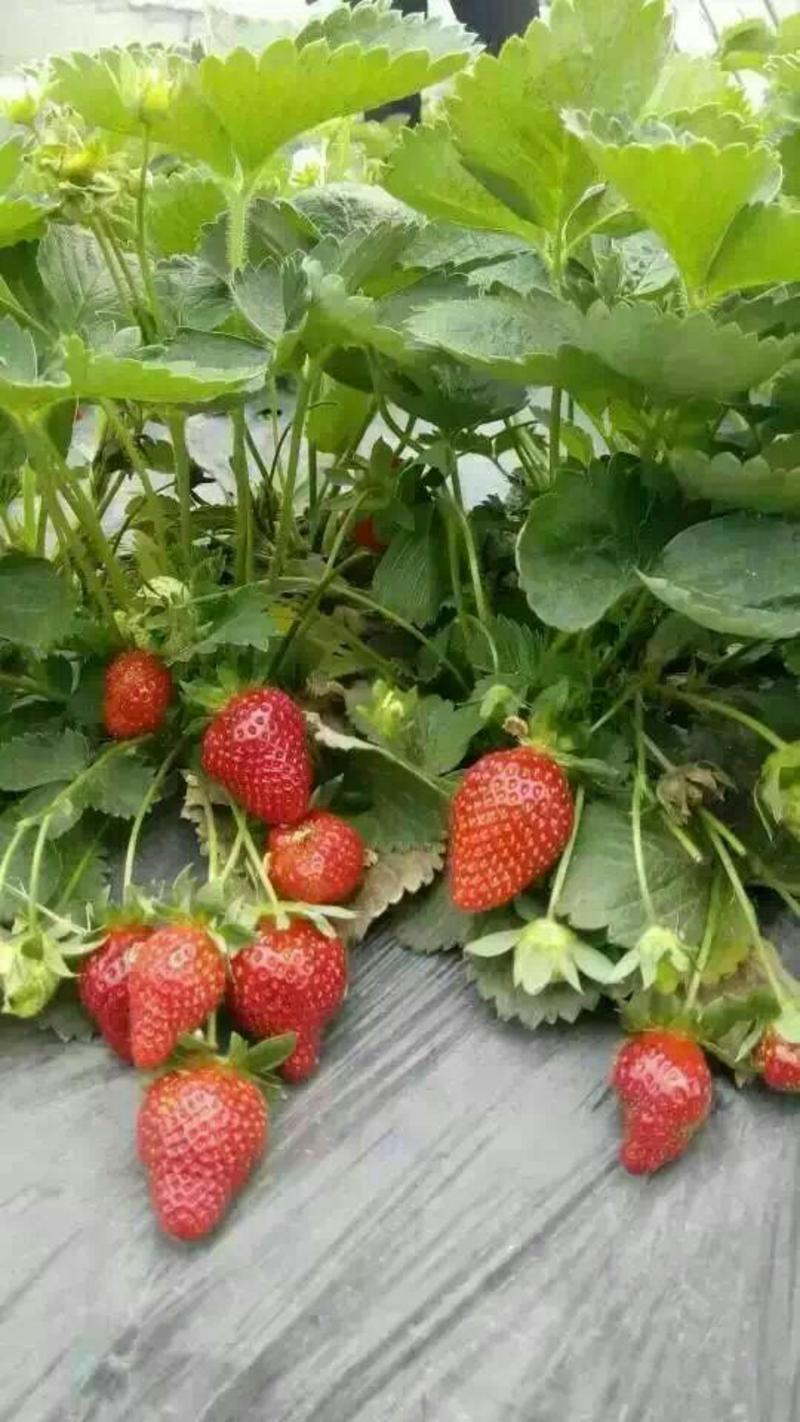 天仙醉草莓苗，牛奶草莓苗保证品种提供技术指导