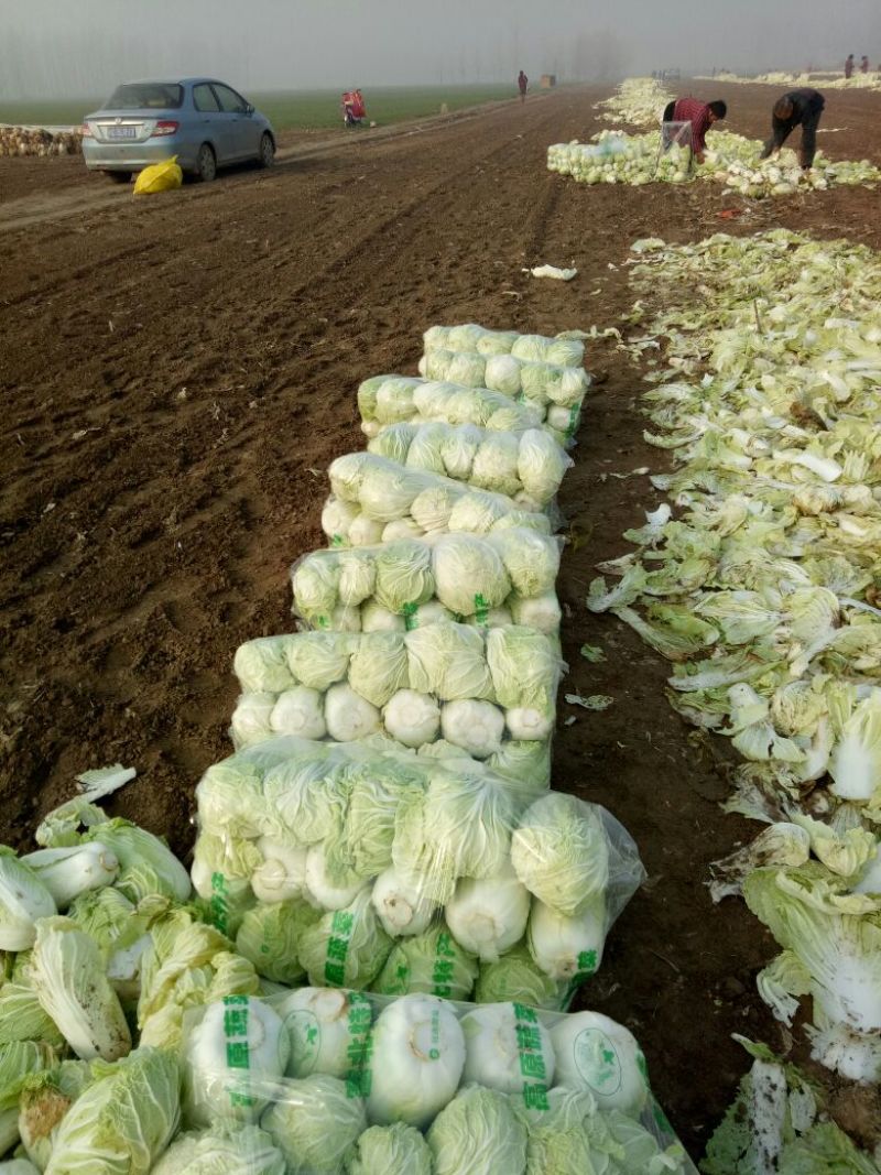 精品产地直供，大白菜4斤以上大量供应