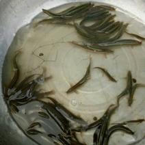 台湾泥鳅食用人工养殖10~15cm