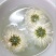 白菊花茶