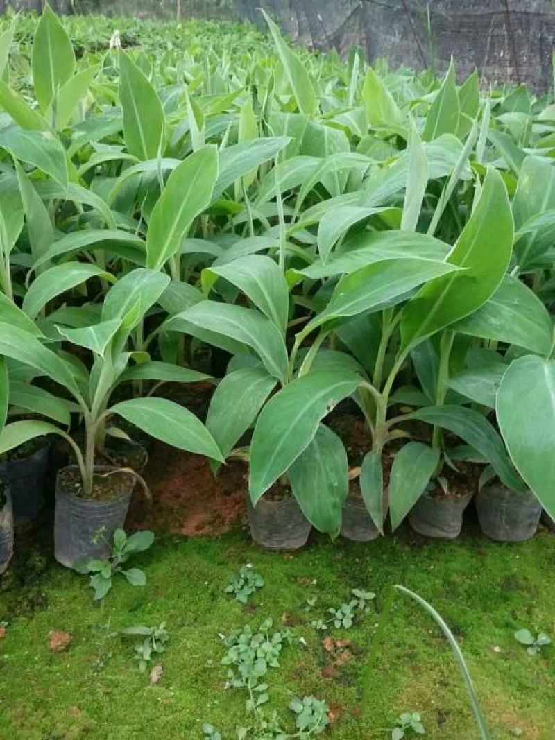 香蕉苗1~2年一级良种