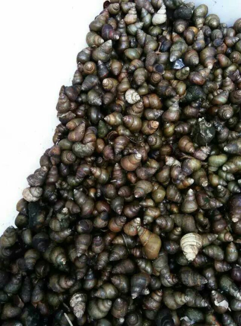 田螺食用鲜活