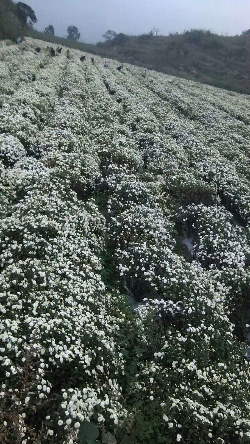 白菊花茶开花