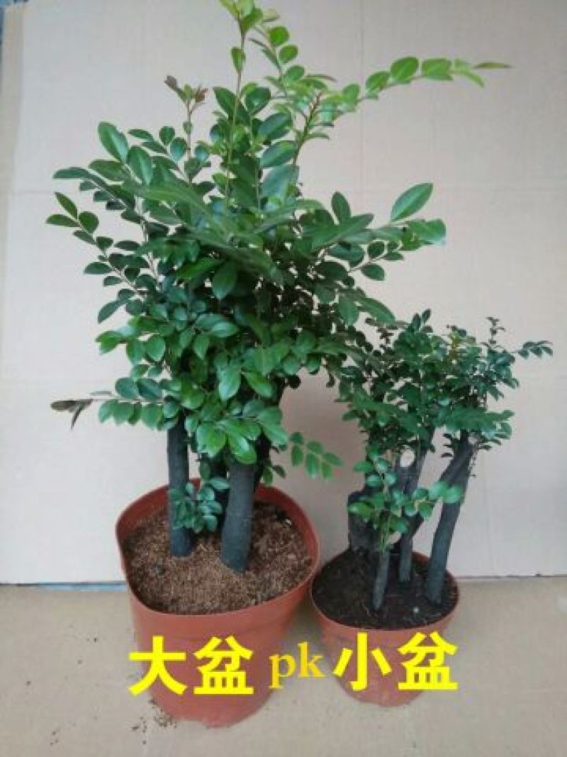 小叶紫檀紫檀盆景苗紫檀老桩室内阳台盆栽花卉绿植耐寒四季
