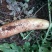 白萝卜2.5~3斤起