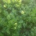 大叶香菜滑县香菜20~25厘米以上精品发全国