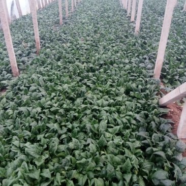 大叶菠菜25~30厘米
